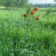 Lilium michiganense