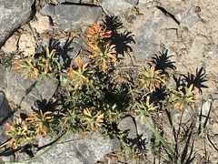 Castilleja applegatei viscida