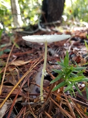 Leucocoprinus fragilissimus image