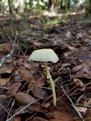 Leucocoprinus fragilissimus image