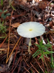 Leucocoprinus fragilissimus image