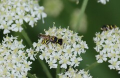 Ectemnius lapidarius