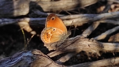 Coenonympha corinna
