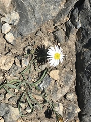 Erigeron eatonii