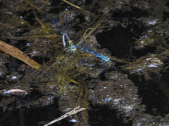 Paracercion v-nigrum