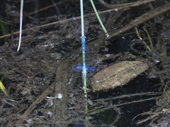 Paracercion v-nigrum