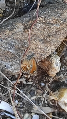 Coenonympha corinna