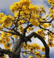 Handroanthus guayacan