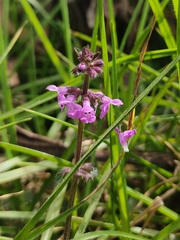 Stachys bogotensis