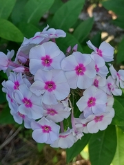 Phlox paniculata