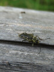 Toxoleptura vexatrix