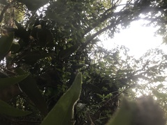 Parides burchellanus