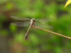 Sieboldius albardae