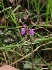 Stachys bogotensis