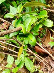 Trimeresurus yunnanensis