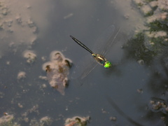 Somatochlora shanxiensis