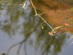 Somatochlora shanxiensis