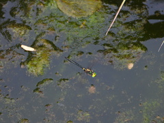 Somatochlora shanxiensis