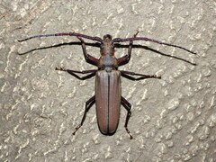 Aegosoma sinicum sinicum