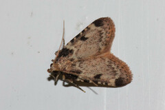 Aglossa costiferalis