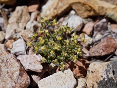 Draba densifolia