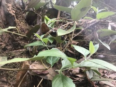 Parides burchellanus