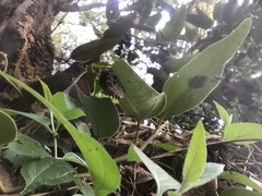 Parides burchellanus