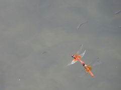 Sympetrum speciosum