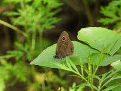 Ypthima argus