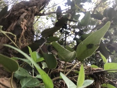 Parides burchellanus