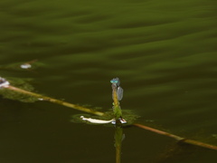 Paracercion v-nigrum