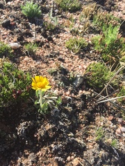 Hymenoxys brandegeei