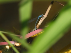 Paracercion v-nigrum