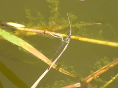 Platycnemis phyllopoda