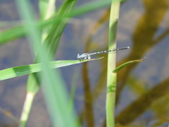 Platycnemis foliacea