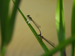 Platycnemis phyllopoda