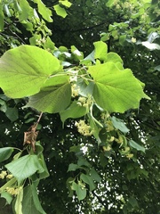 Tilia cordata