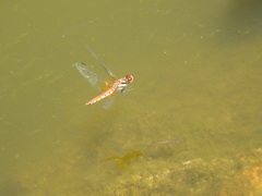 Sympetrum speciosum