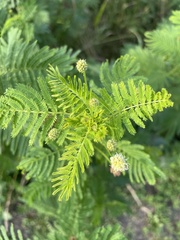 Desmanthus illinoensis