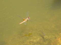 Sympetrum speciosum