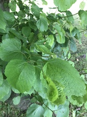 Tilia cordata