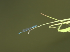 Paracercion v-nigrum