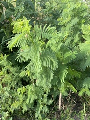 Desmanthus illinoensis