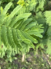 Desmanthus illinoensis