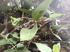 Aristolochia chamissonis