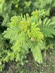 Desmanthus illinoensis
