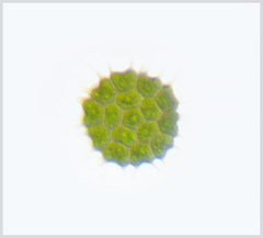 Pseudopediastrum boryanum