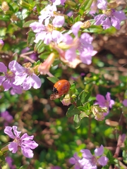 Cycloneda sanguinea