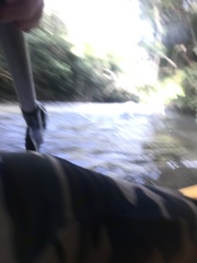 Parides burchellanus