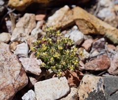 Draba densifolia